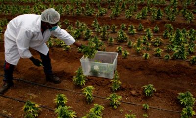 Attente de la légalisation du cannabis en Afrique du Sud