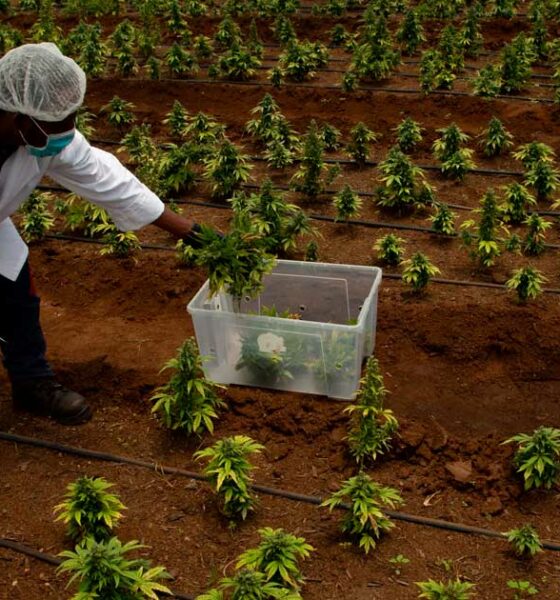 Attente de la légalisation du cannabis en Afrique du Sud