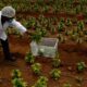 Attente de la légalisation du cannabis en Afrique du Sud