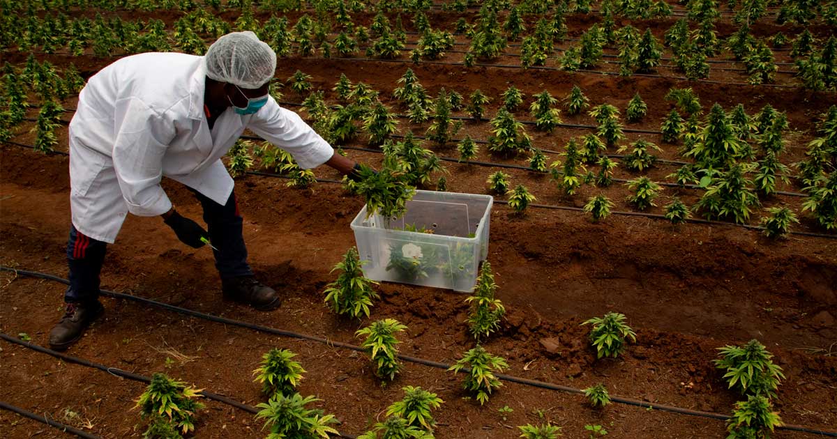 Attente de la légalisation du cannabis en Afrique du Sud