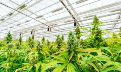 Débat sur la légalisation du cannabis en Argentine