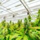 Débat sur la légalisation du cannabis en Argentine