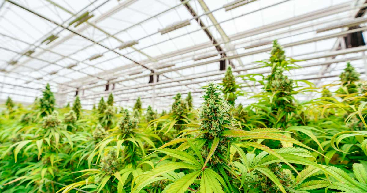Debate on the legalization of cannabis in Argentina