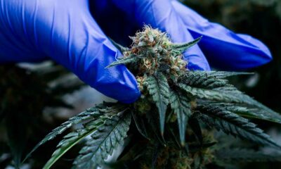 Medical cannabis in Morocco