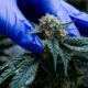 Medical cannabis in Morocco
