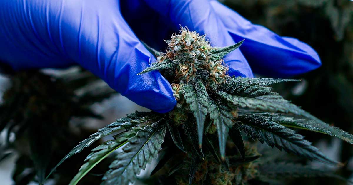 Cannabis médical au Maroc
