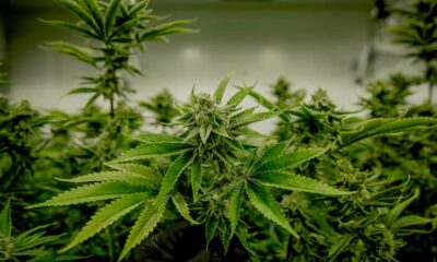 Cannabis et testostérone