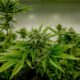 Cannabis et testostérone