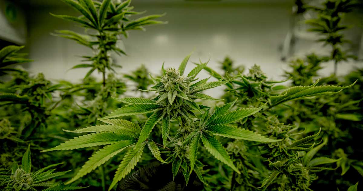 Cannabis and testosterone