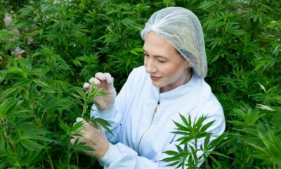 Hemp with 1% THC in Brazil