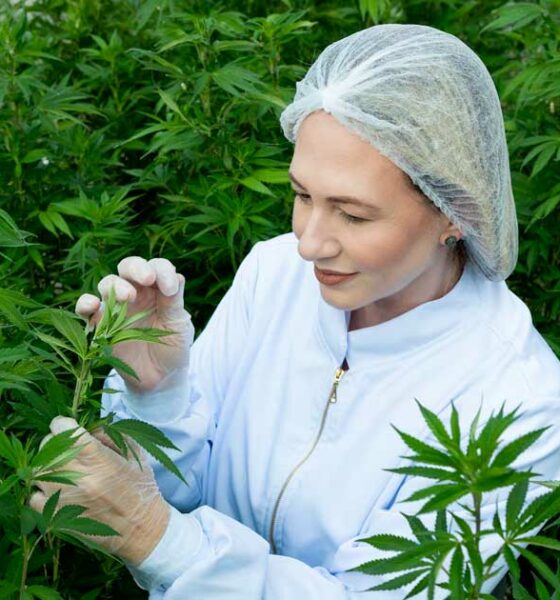 Chanvre à 1% de THC au Brésil