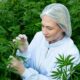 Hemp with 1% THC in Brazil