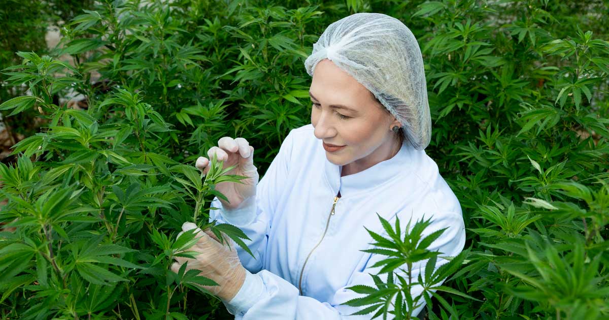 Hemp with 1% THC in Brazil