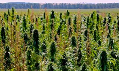THC Limit Set at 1% in Hemp in Canada