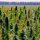 Limite à 1% de THC dans le chanvre au Canada