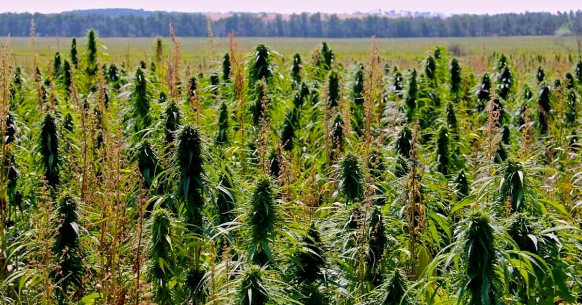Limite à 1% de THC dans le chanvre au Canada
