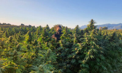 Le Champ d’en Face aims to bring hemp back into the public discourse