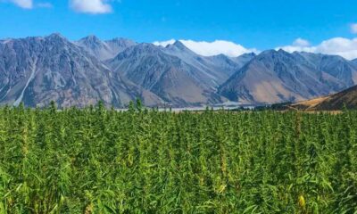 Hemp with 11% THC in New Zealand