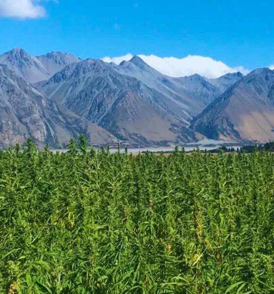 Chanvre à 1% de THC en Nouvelle-Zélande