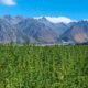 Hemp with 11% THC in New Zealand