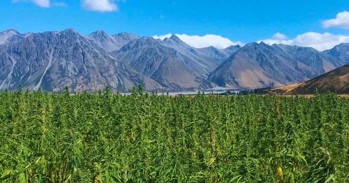 Chanvre à 1% de THC en Nouvelle-Zélande