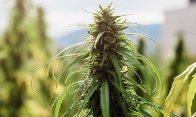 Hemp Intoxication Clause in Germany