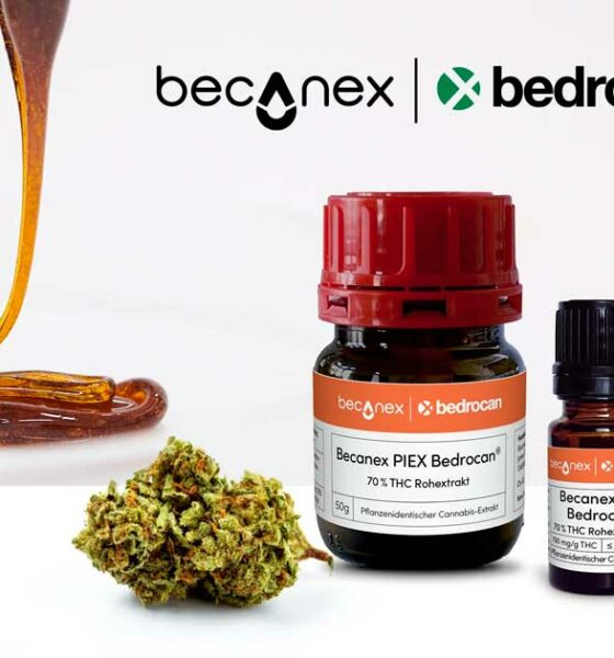 Bedrocan cannabis concentrate