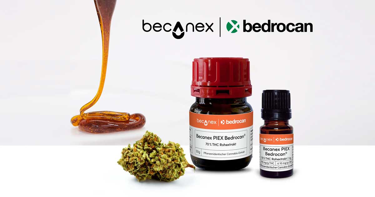 Concentré de cannabis Bedrocan