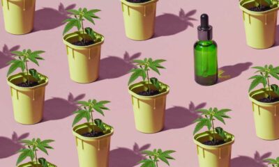 Assessment of the French Cannabis Pilot Program