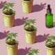 Bilan de l'expérimentation française du cannabis