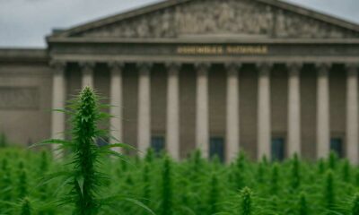 The CBD Market in France in 2026