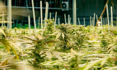 Medical Cannabis Cultivation in Nebraska