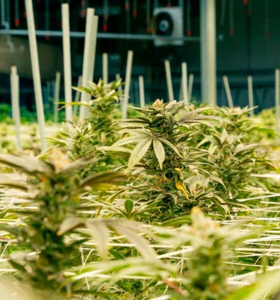 Medical Cannabis Cultivation in Nebraska