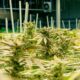 Culture de cannabis médical au Nebraska