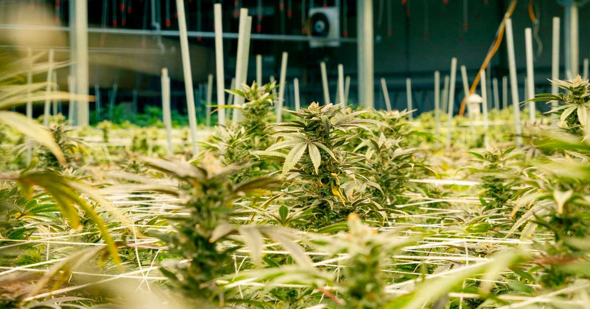 Medical Cannabis Cultivation in Nebraska