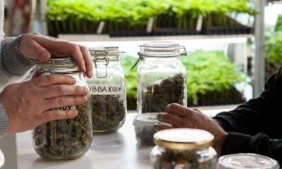 Le cannabis réduit les overdoses d'opiacés
