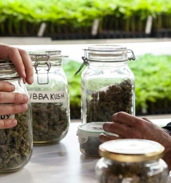 Le cannabis réduit les overdoses d'opiacés