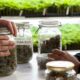 Le cannabis réduit les overdoses d'opiacés