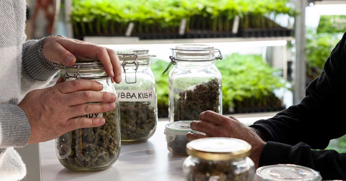 Le cannabis réduit les overdoses d'opiacés