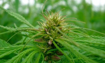 Hemp Market Trends in 2026