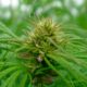 Hemp Market Trends in 2026