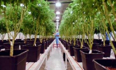 Integration of Cannabis into Uruguay's Healthcare System