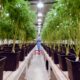 Intégration du cannabis dans le système médical uruguayen