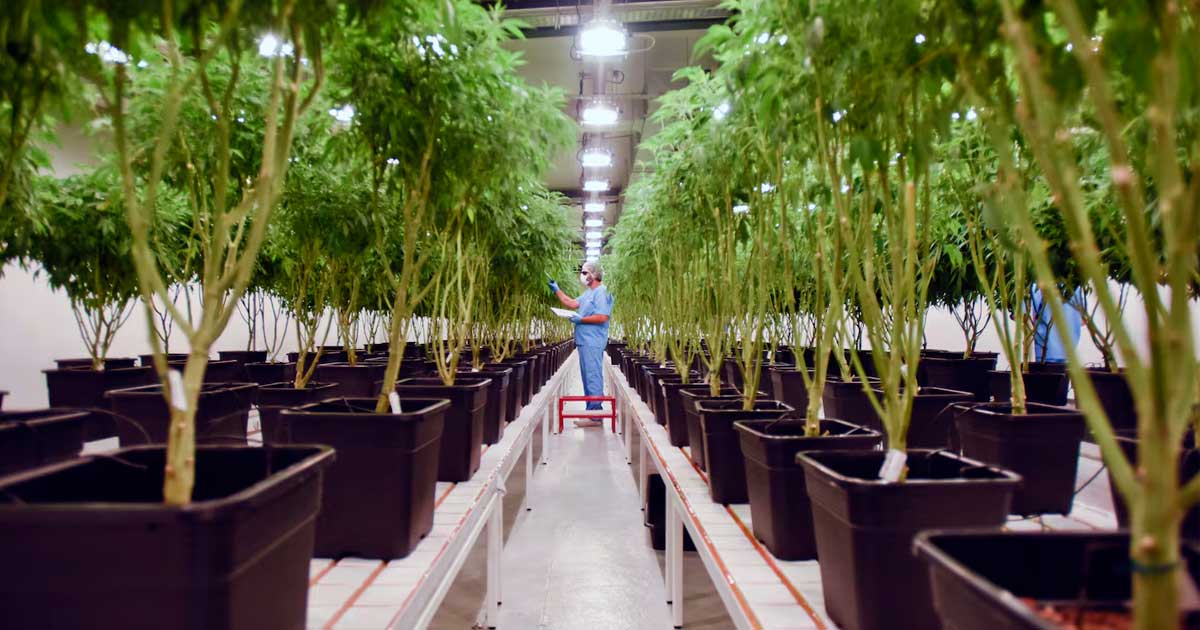 Integration of Cannabis into Uruguay's Healthcare System