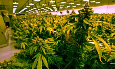 Cannabis Sales in Virginia Starting in 2027