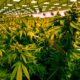 Ventes de cannabis en Virginie à partir de 2027