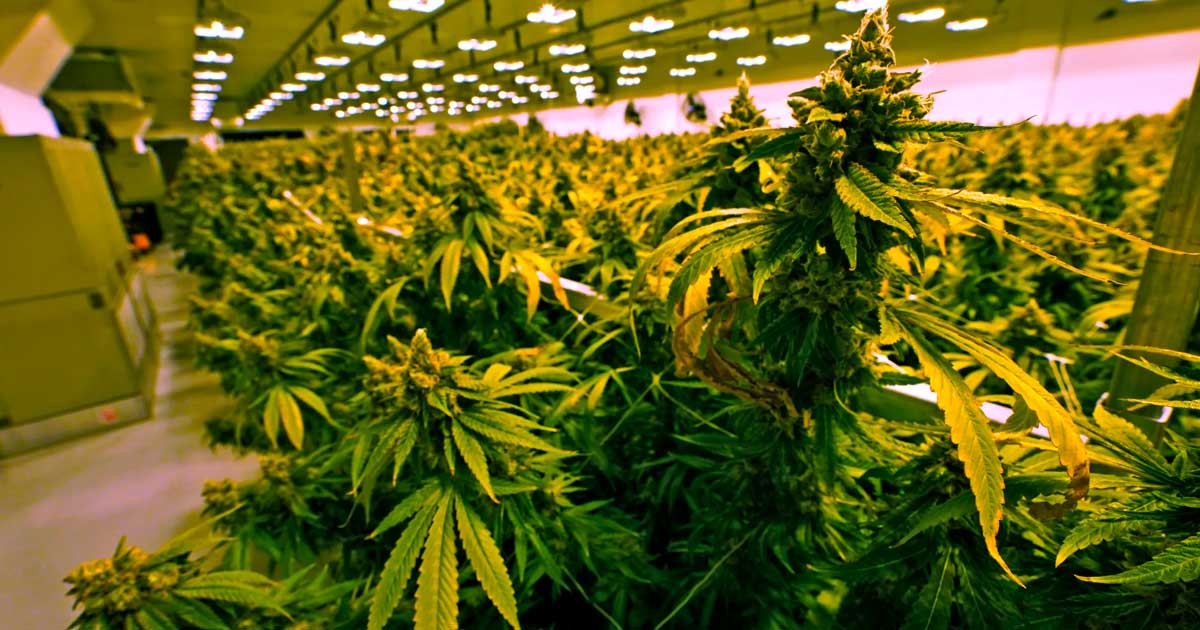 Cannabis Sales in Virginia Starting in 2027