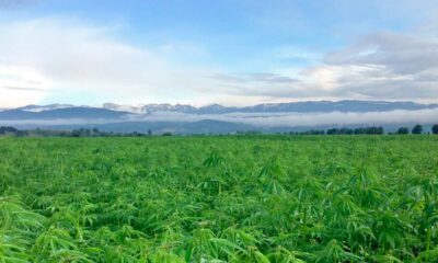 Hemp in Australia
