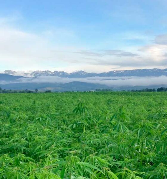 Hemp in Australia