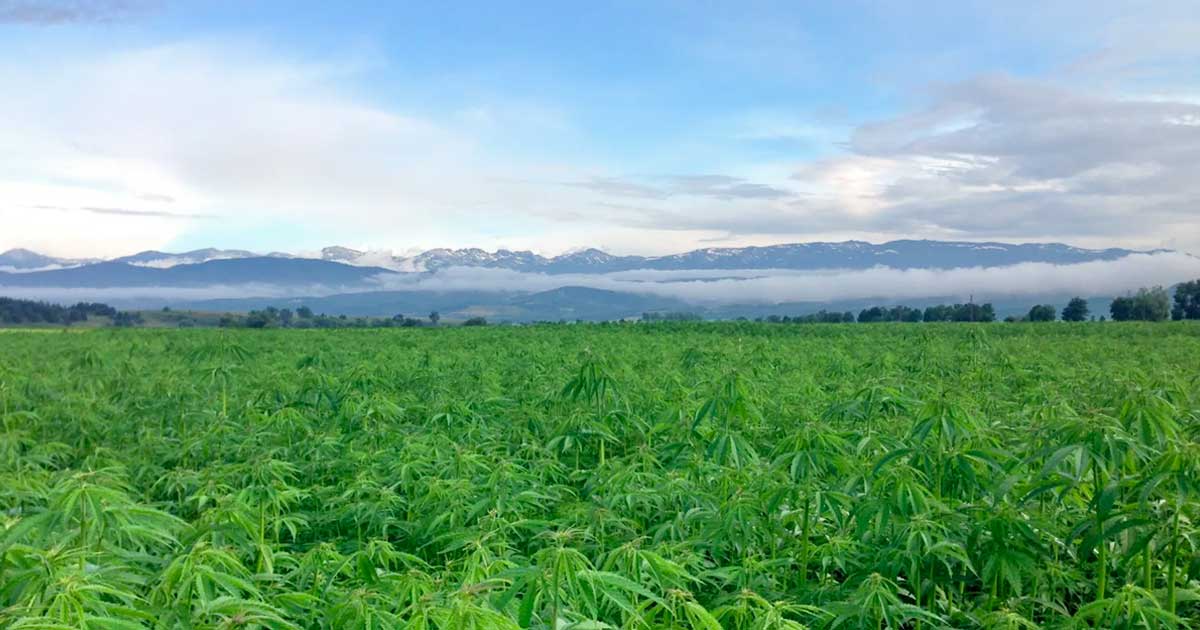 Hemp in Australia